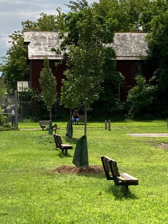 Young trees in a park between benches