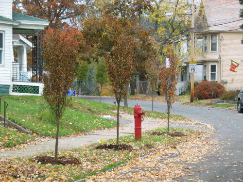 Three young trees along the curve of a road